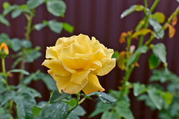 A beautiful yellow rose bloomed on the home plot.