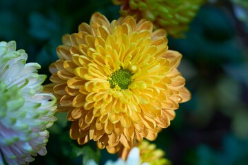 Closeup shot of a blooming orange chrysanthemum flower in a garden