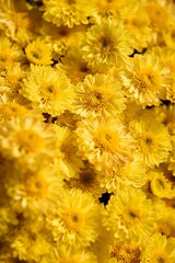 Closeup of yellow flowers in a garden