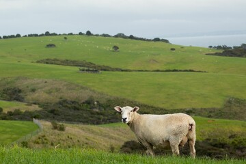 A New Zealand sheep on a hill