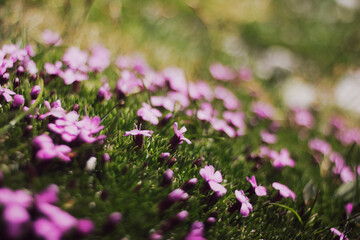 flowers in the field