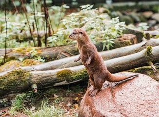 Closeup of a cute Otter on a stone in a garden