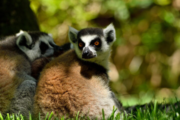 lemur de cola anillada sentada y mirando 