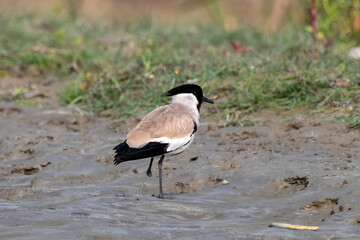 River lapwing or Vanellus duvaucelii observed in Gajoldaba in West Bengal, India