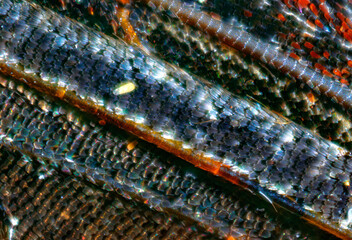 Super macro magnification of butterfly wings and its colorful scales details