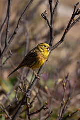 Yellowhammer (Emberiza citrinella) Zigolo giallo