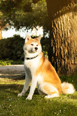 Naklejka na ściany i meble Pretty cute fluffy dog akita sit on green grass, enjoy spare time, rest from training in park, outdoor, vertical