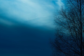 Silhouette of tree branches with a midnight blue sky background