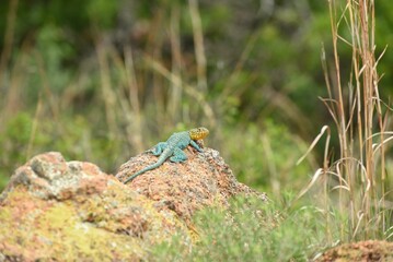 Collard Lizard on a rock in the Wichita Mountains National Wildlife Refuge