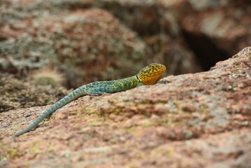 Collard Lizard on a rock in the Wichita Mountains National Wildlife Refuge