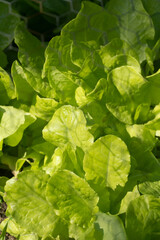 Small organic garden with beautiful specimens of Lettuce and other leaves. Planting and harvesting done constantly