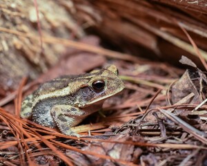 Closeup shot of a coastal Plains Toad (Incilius nebulifer) on dry grass