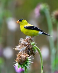 Closeup of an American goldfinch perched on a flower