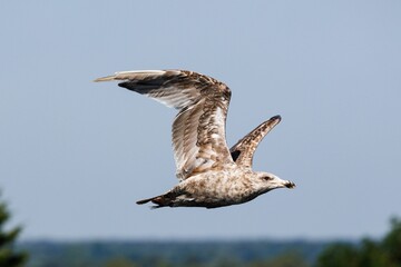 Closeup of a European herring gull flying with spread wings