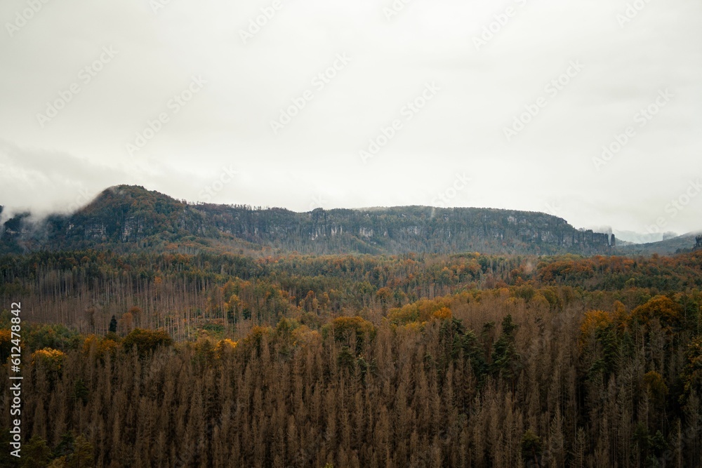 Poster high-angle view of a forest full of trees during the autumn.