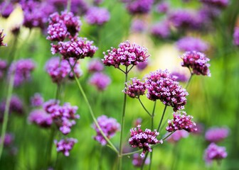 Bush of flowering Purpletop vervain in teh garden