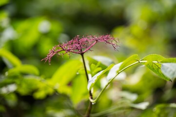 Bush of Spiraea japonica in teh forest
