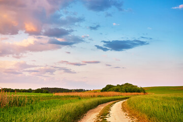 Rural road in fields and meadows at sunset time in summer. Beautiful agriculture landscape with trees, hills, green grass, clouds. Dirt empty path in growing wheat and cereals panorama. - 612479296