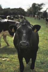 Vertical shot of a black cow facing the camera with the rest of the herd behind in a green field