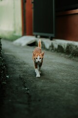 Vertical of a ginger cat walking on the street, looking into the camera