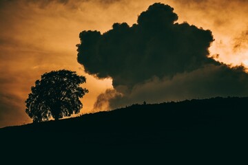 Silhouette of a tree growing on a hill against a cloudy sky at sunset