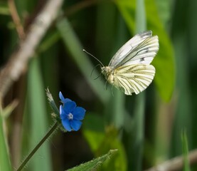 Closeup of Green-veined white butterfly approaching blue Pentaglottis flower