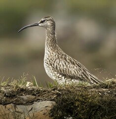 Side view of Eurasian whimbrel standing on plant-covered rocks