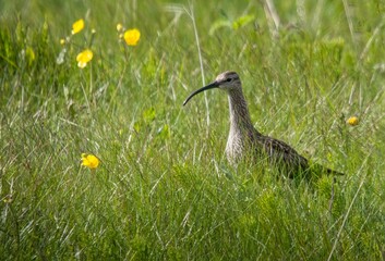 Eurasian whimbrel walking in a meadow of yellow flowers