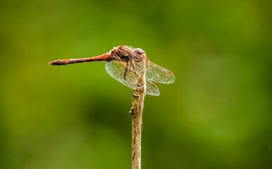 Closeup shot of a common darter dragonfly on the top of a stem.