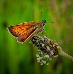 Closeup of small skipper butterfly on a flowerhead on blur green background
