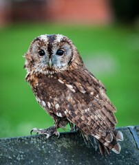 Vertical shot of a Tawney Owl on the top of a wall