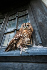 Vertical shot of a Tawney Owl on the windowsill of an old building