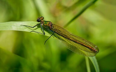 Macro shot of a green female banded demoiselle damselfly on a grass blade