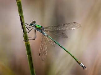 Selective focus shot of a damselfly hanging onto a reed plant