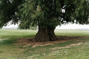 Large tree with a thick trunk on a field