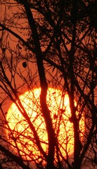 Vertical shot of a large glowing orange sun in a sunset sky