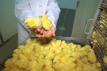 Female farmer holds chicks in hand, baby chicken hatched from eggs in incubator. Hatching farm, close up
