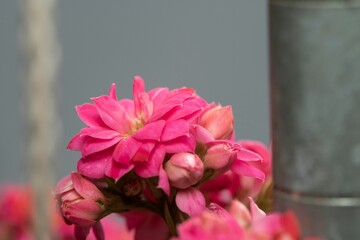 Closeup shot of a pink flower with a blurred background