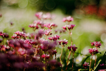 pink flowers in the garden