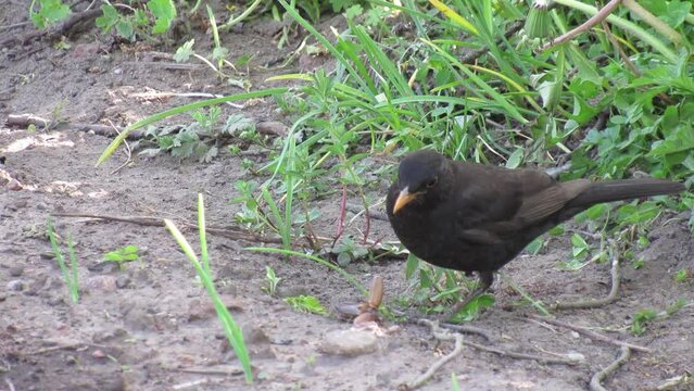 A blackbird searches for and eats a May bug. Video details.