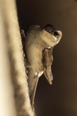 Vertical macro of a swallow on a wall