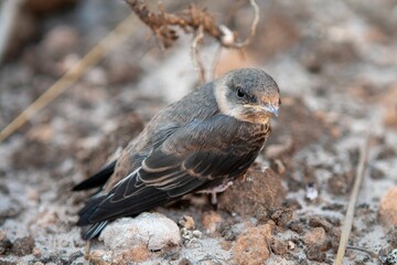 Closeup shot of a cute common swift (Apus apus)