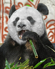 Happy Giant panda (Ailuropoda melanoleuca) dines on delicious bamboo