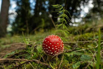 Closeup shot of a red mushroom in a forest during the day