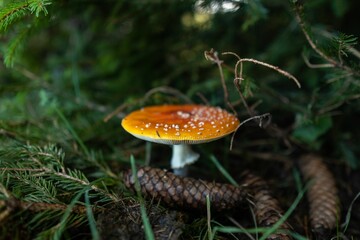 Closeup shot of a round mushroom in a forest during the day