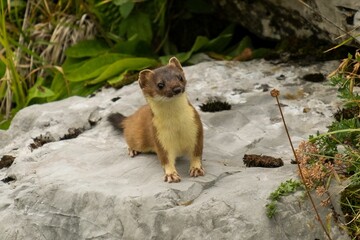 Beautiful shot of a long-tailed weasel on a rock