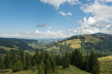 Fototapeta premium Beautiful shot of a landscape full of trees under the cloudy sky