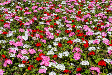 Obraz premium lawn with blooming multicolored pelargonium zonal