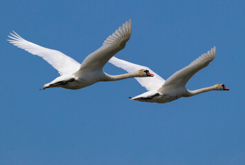 swans in flight in the sky

