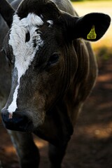 Vertical close-up of a dairy cattle cow with a white spot on its head